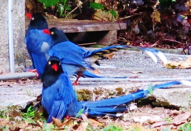 Taiwan Blue Magpies at Huisun, December 9th.