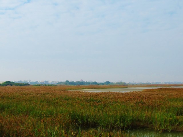 Great Bittern habitat: extensive reedbeds at Cheting.