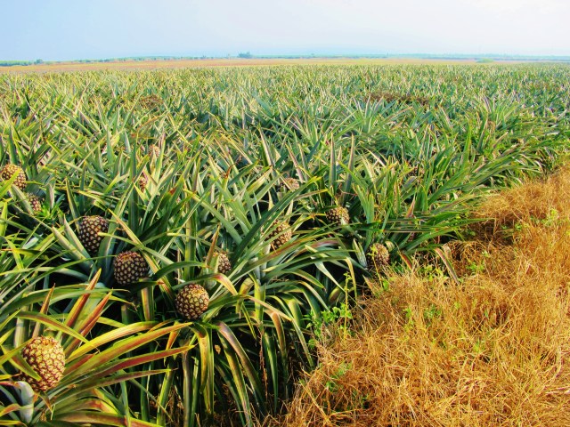 Pineapple fields at Jiadong - ideal Blue-breasted Quail habitat. It's impossible to see one among the pineapples, but it is sometimes possible to flush one from the long grass at the edge of the pathways.
