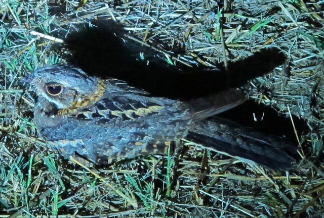 Indian Nightjar at the King's Project, Laem Pak Bia .... photo taken at a range of about three feet!