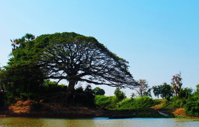 Wonderful old tree beside the river bank, en route to Siem Reap.
