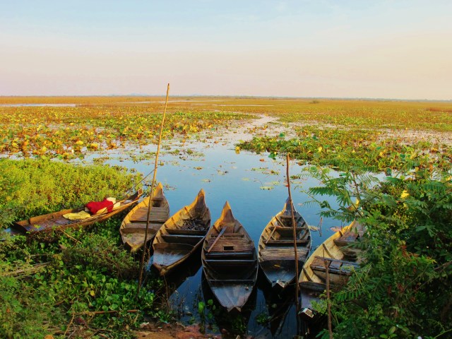 Marshes near Phnom Krom, about 10km south of Siem Reap. This is an excellent area for a range of marshland birds and wintering "Sibes".