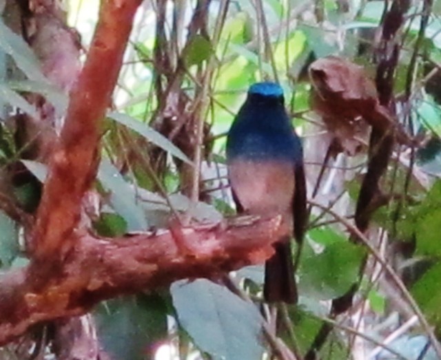 Male Hainan Blue Flycatcher, Banteay Srei, February 8th.