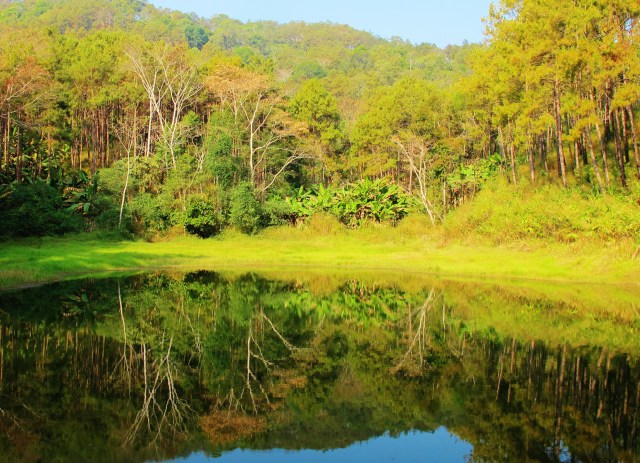 Pond near the DYK substation in the Doi Chiang Dao national park - a regular site for Black-tailed Crake.
