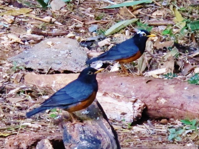 Two male Black-breasted Thrushes, Doi Angkhang Royal Project, February 19th (one bird is partially albinistic).
