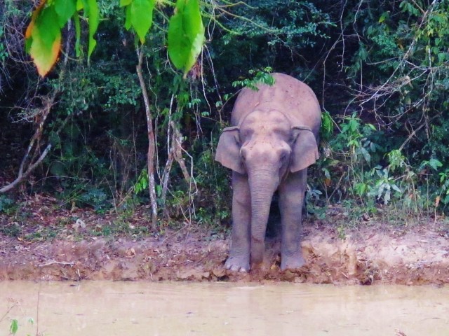 It's not strictly speaking a bird, but even the most single-minded of birders would feel a sense of awe at the sight of a wild Asian Elephant. Kaeng Krachan is one of the best places in Thailand to encounter one, although even here sightings are far from guaranteed.