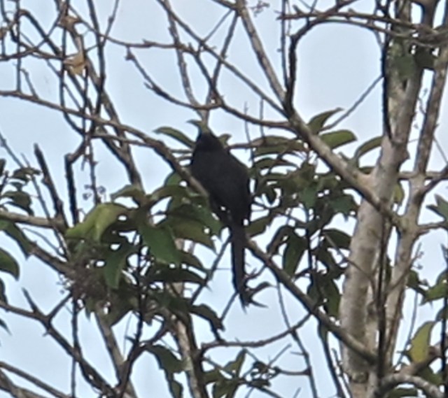 Ratchet-tailed Treepie at Paneonthung - very poor record shot!