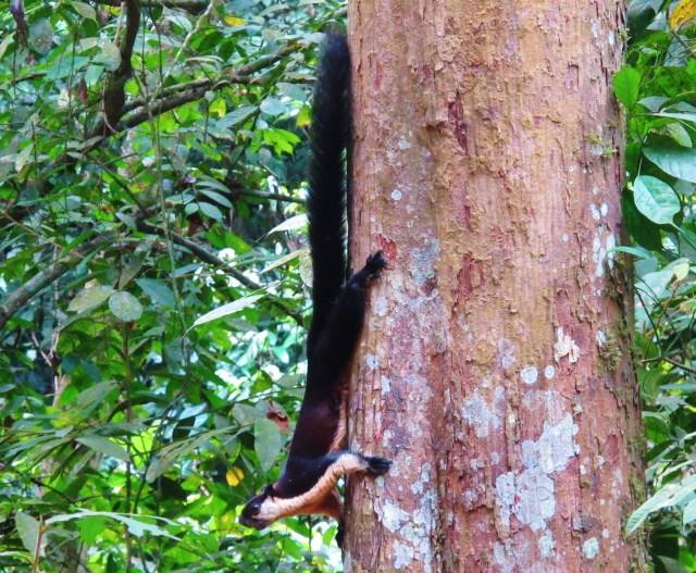 An enormous Black Giant Squirrel. This one was along the track between streams 2 and 3.