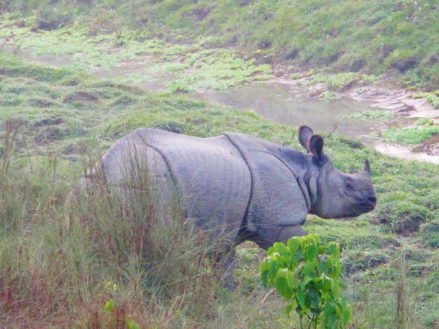 Indian Rhinoceros - this individual, an adult male, emerged from the national park every evening to bathe in the river at the edge of Sauraha village.
