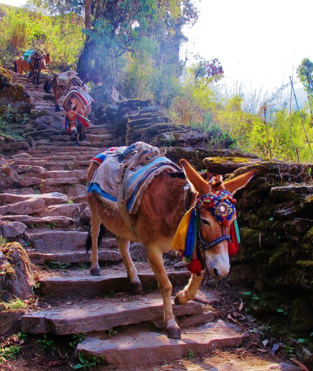 Trails were often busy with trekkers, porters and mules.