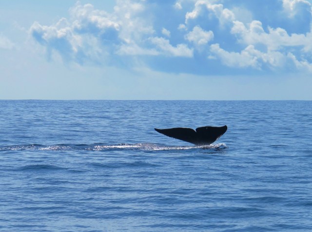 Blue Whale at sea off Mirissa, Sri Lanka, April 12th.