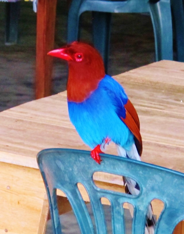 The very first bird of the morning at Sinharaja was .... the spectacular endemic Sri Lanka Blue Magpie, actually inside the restaurant at Martin's Simple Lodge.