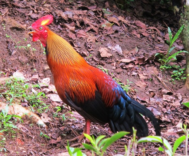 A splendid male Sri Lanka Junglefowl, a beautiful endemic chicken found only in forested areas of Sri Lanka and nowhere else in the world.