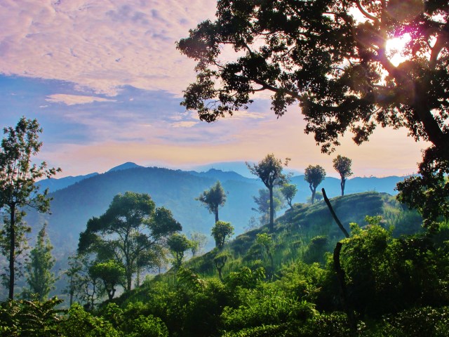 Tea plantations in the early morning sunlight.