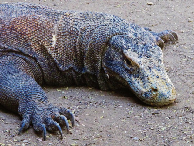 Adult Komodo Dragon on Rinca Island.