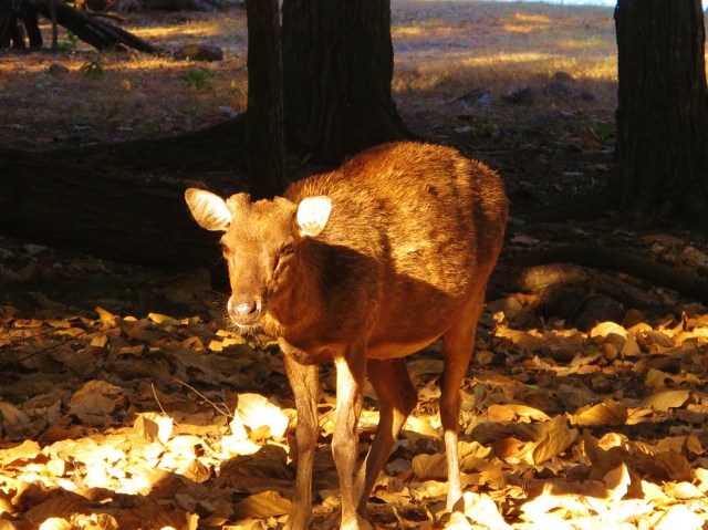 Komodo island deer .... dragon food!