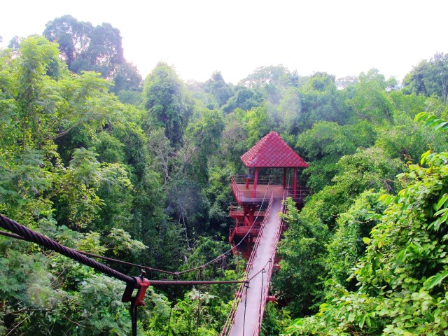 The canopy walkway at Trang botanical gardens.