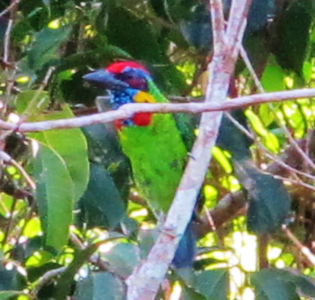 Red-crowned Barbet, Trang Botanical Gardens, July 22nd.