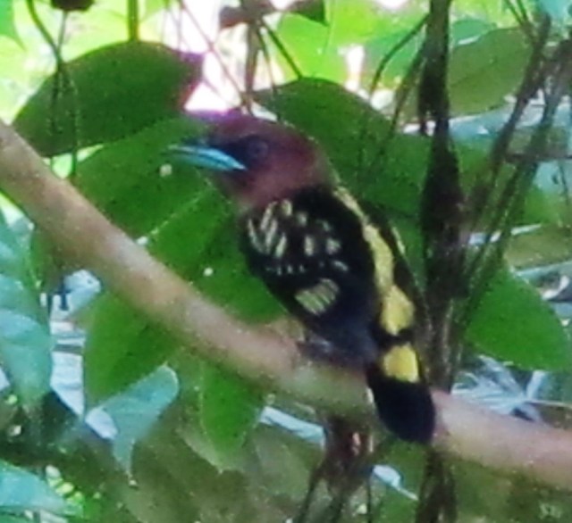 Banded Broadbill - the only one I saw during the trip, whereas Black-and-yellow, Dusky, and Green Broadbills were all seen virtually daily.