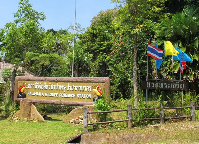 Hala Bala research station, with the magnificent Rhinoceros Hornbill as its emblem - a bird that can readily be seen here with a little patience and luck.