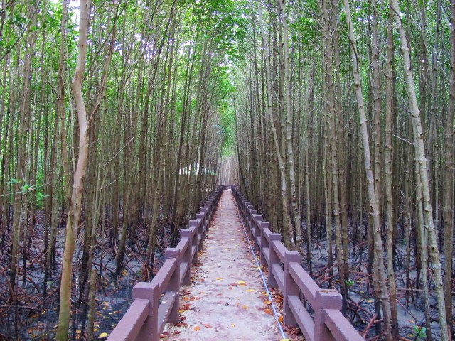 The mangrove boardwalk, next to the Tammalang pier, about 10km south of Satun.