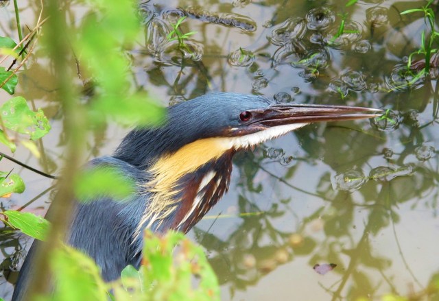 Black Bittern, Phnom Krom rice fields, September 10th 2015.