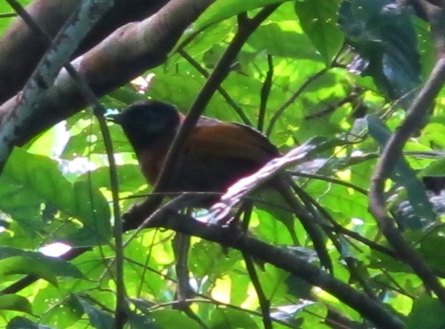 Record shot of Collared Laughingthrush at Lang Bian mountain,.