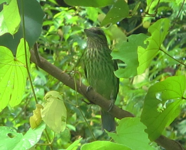 Green-eared Barbet.