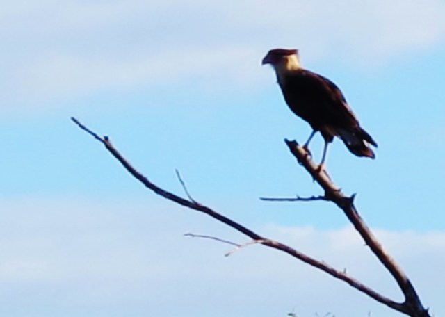 Crested Caracara, Mitchell Lake, November 8th.