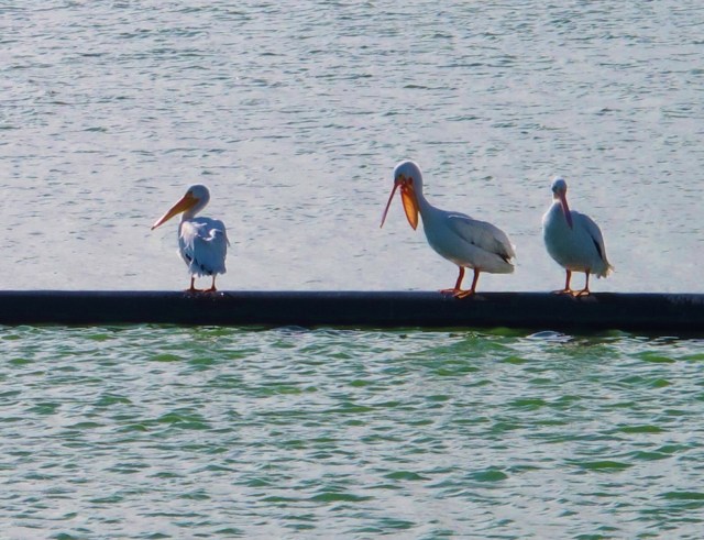 American White Pelicans, Mitchell Lake, November 8th.