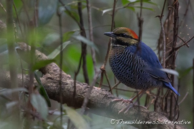 12496187_989161124463356_4003688261091692578_o (1)