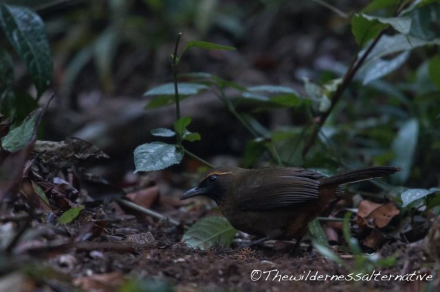 905605_988615744517894_8692265137655052538_o