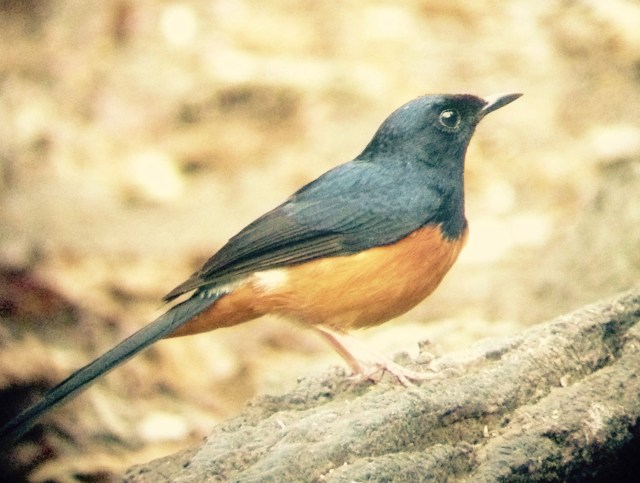 FullSizeRender_1 (2)