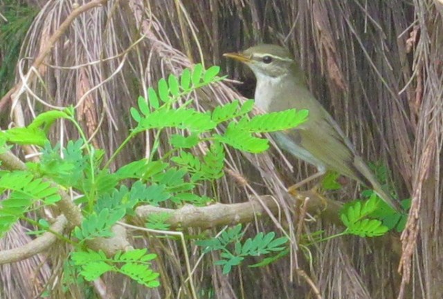 arctic-warbler1