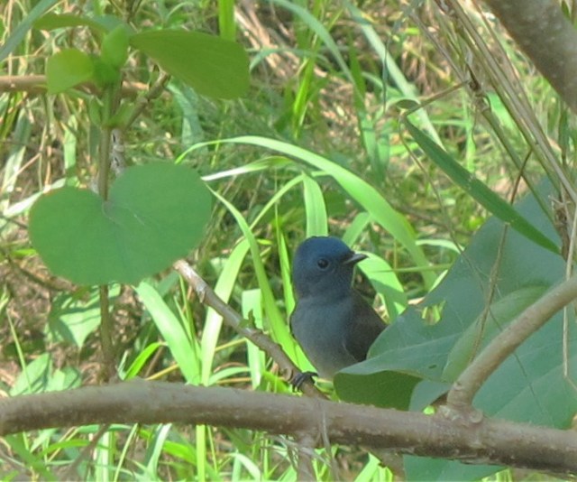 black-naped-monarch1