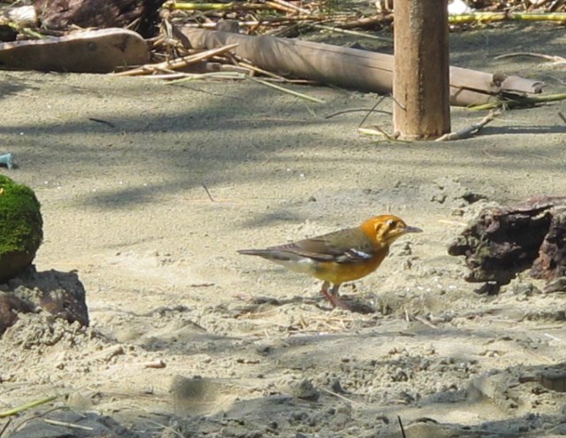 orange-headed-thrush1