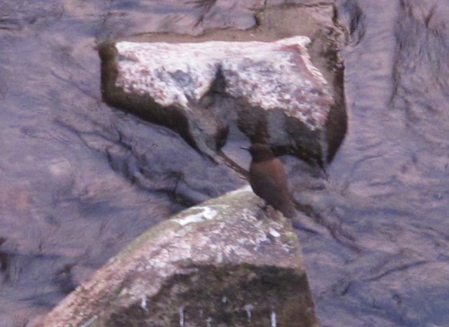 brown-dipper1