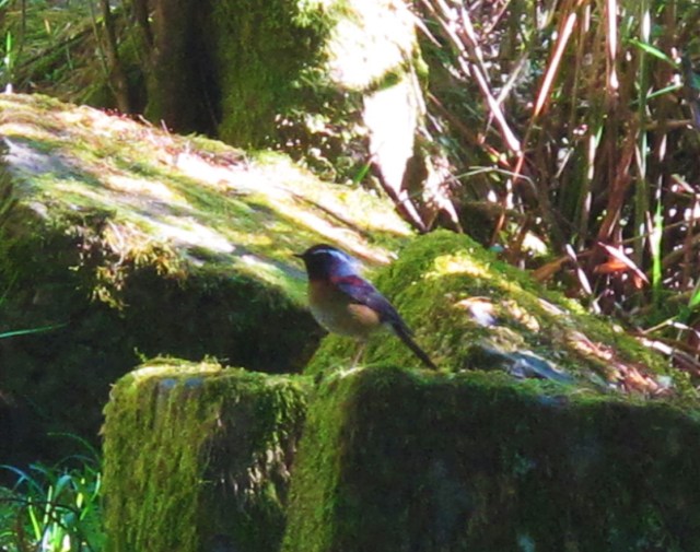 collared-bush-robin-yushan