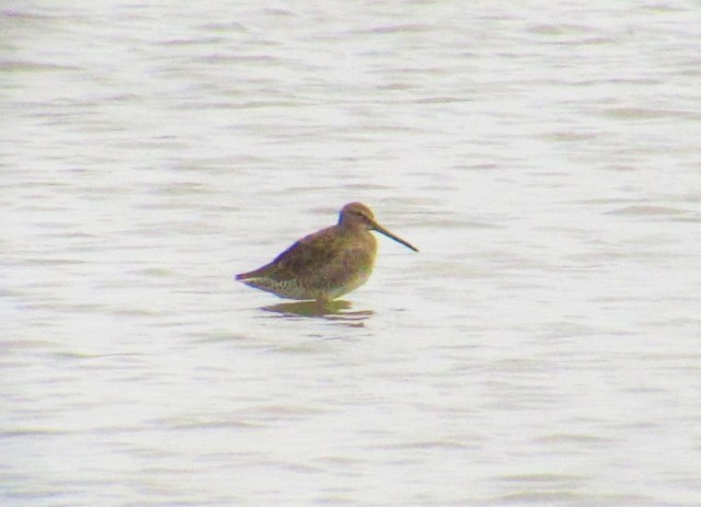long-billed-dowitcher2