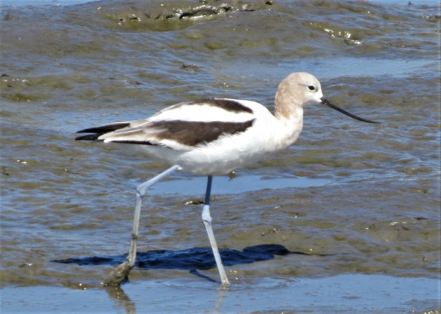 american-avocet