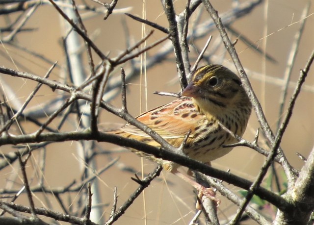 henslows-sparrow3