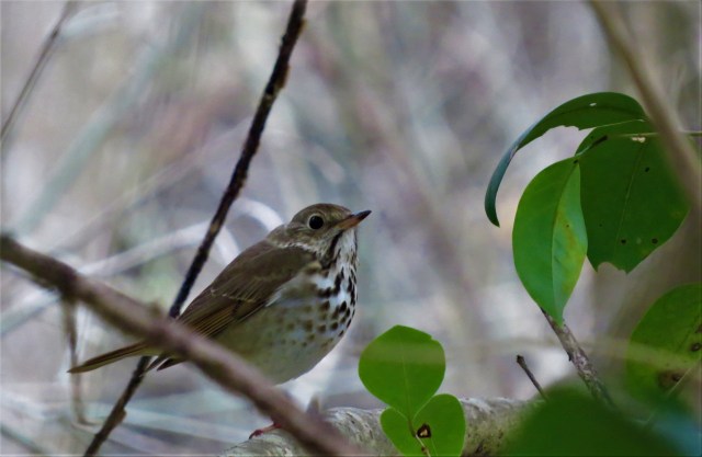 hermit-thrush2