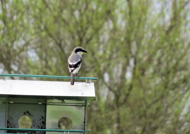loggerhead-shrike1