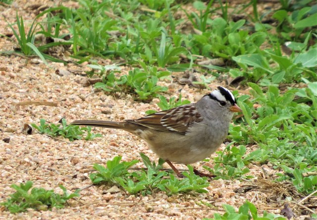 white-crowned-sparrow1
