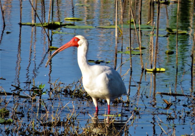 white-ibis