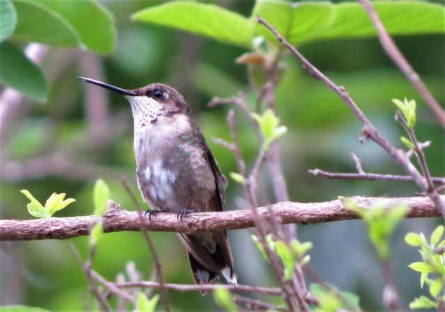Black-chinned Hummingbird2