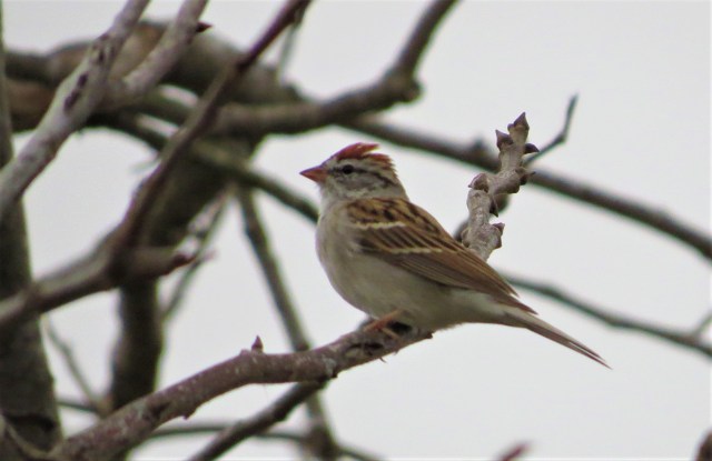 Chipping Sparrow