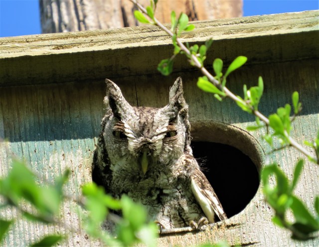 Eastern Screech-Owl