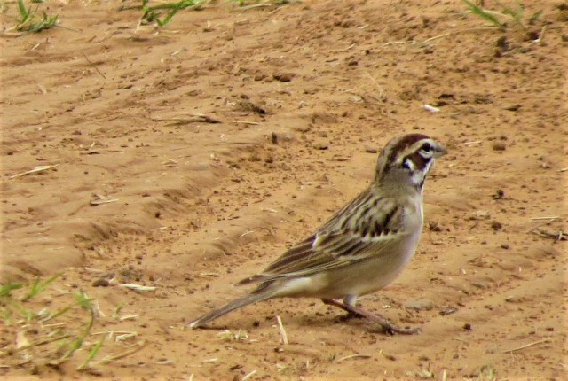 Lark Sparrow2