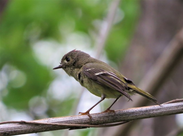 Ruby-crowned Kinglet2